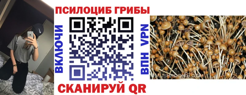 закладки Карачаевск Галлюциногенные грибы мицелий